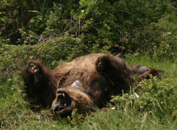 Κυνηγοί ζητούν τη λήψη μέτρων μόνο όταν οι αρκούδες επιτίθενται σε ανθρώπους!
